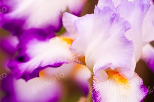 Preview: Flowers