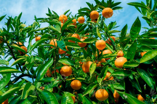 Preview: trees with citrus fruits before harvest. Ripe tangerines on tree