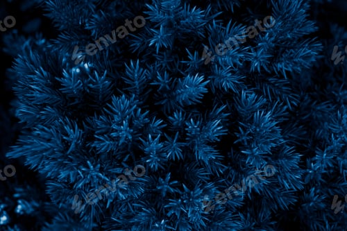 Preview: blue juniper twigs with an interesting texture