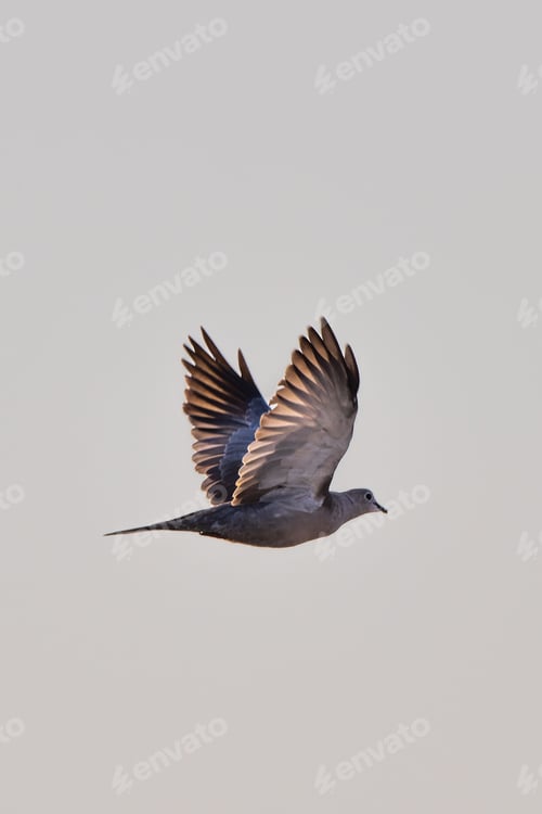 Preview: Ring-necked dove soars gracefully in the sky