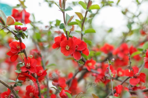 Preview: Japanese quince flowers, close - up