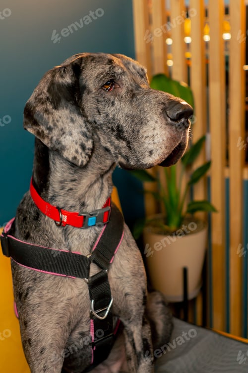 Preview: close-up of a Great Dane who is sitting looking to the side with leash love of animals