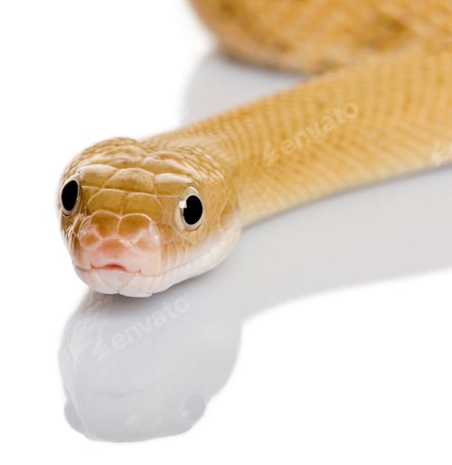 Preview: Trans-Pecos rat snake, Bogertophis subocularis, slithering against white background