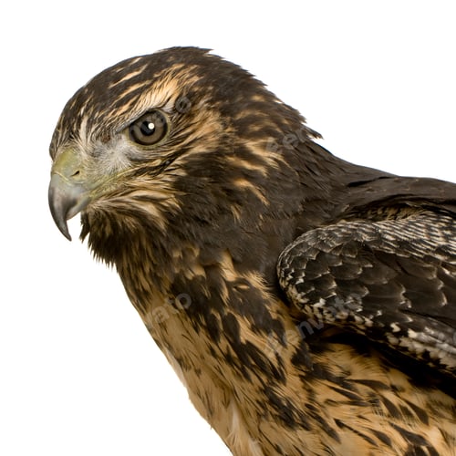 Preview: Young Black-chested Buzzard-eagle () - Geranoaetus melanoleucus