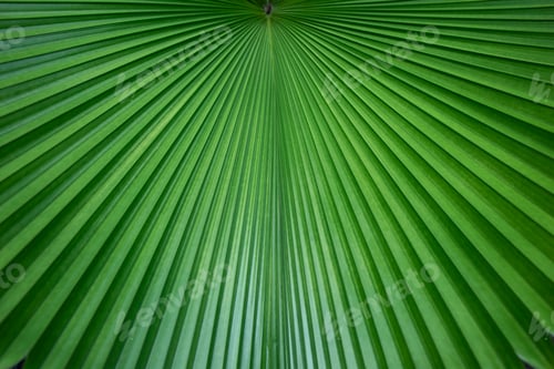 Preview: Abstract of green palm leaf for background