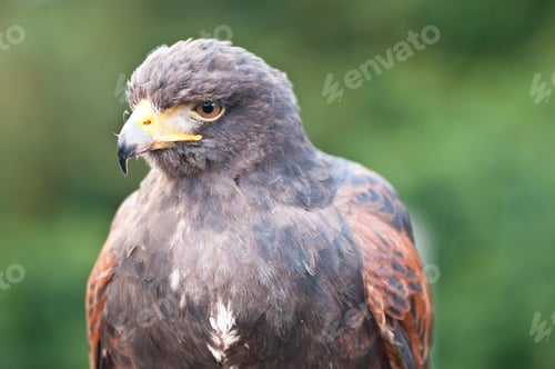 Preview: CLoseup of Bird of Prey