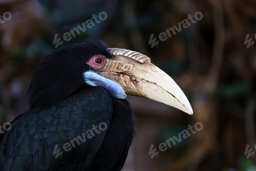 Preview: Close up view of wreathed hornbill (Rhyticeros undulatus).