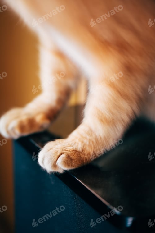 Preview: Close Up Paw Pads Of Red Cat Kitten