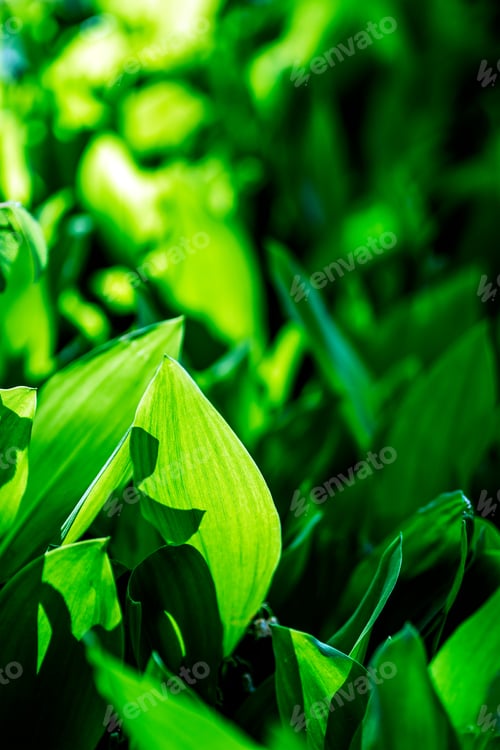 Preview: Green leaves in sunlight. Natural background. Selective focus.