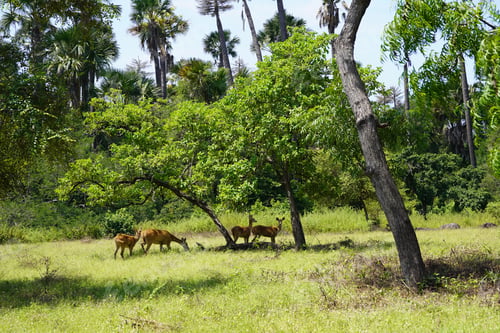 Preview: Group of roe deer grazing in the scenic forest