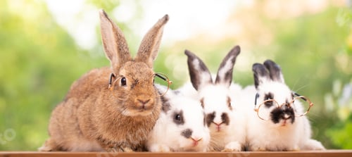 Preview: Pet portrait of brown cute rabbit sitting on green grass with blurry nature background