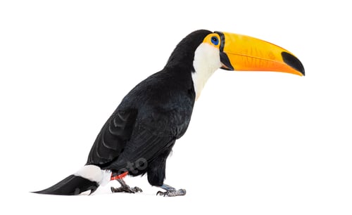 Preview: Toucan toco, Ramphastos toco, isolated on white