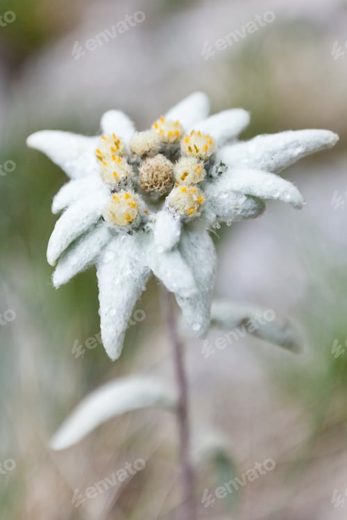 Preview: edelweiss