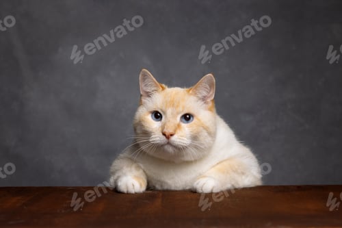 Preview: Big charismatic looking forward carefully, yellow background