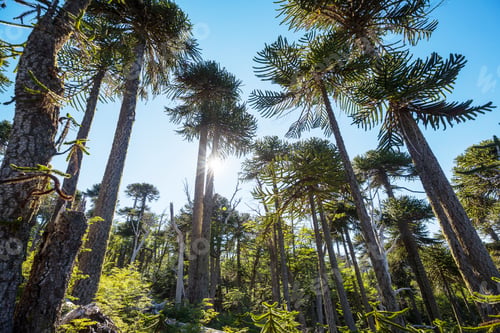 Preview: Araucaria