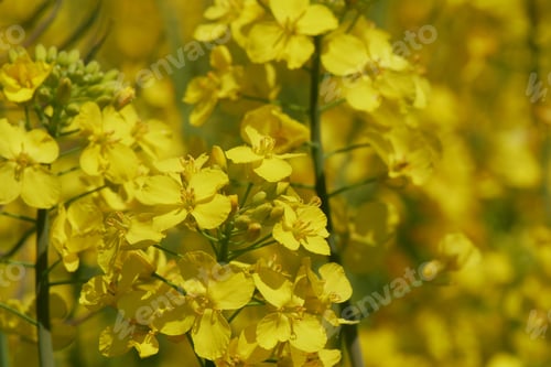 Preview: a closeup of canola blossoms in a field