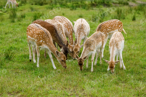 Preview: A group of spotted fallow deer grazing and eating together on a lush green meadow