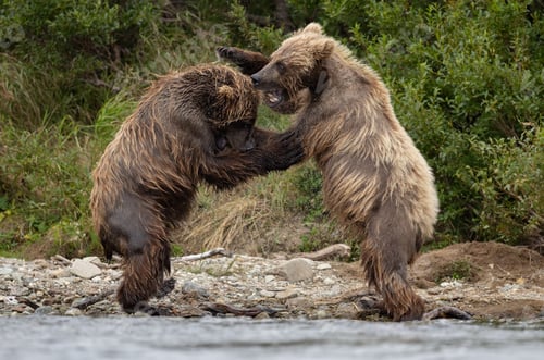 Preview: Brown Bear Fighting in Katmai, Alaksa