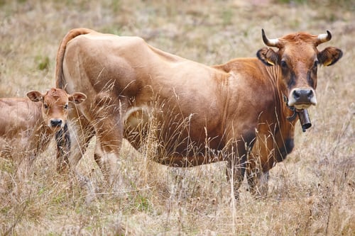 Preview: Cow with his calf in the countryside. Cattle, livestock. Mammal
