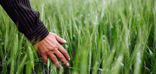 Preview: Farmer's hand touches immature sprouts of wheat. Agricultural growth and farming concept.