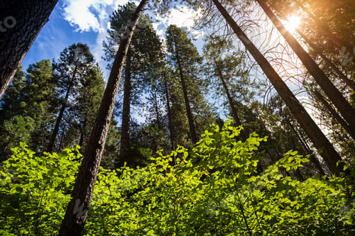 Preview: Trees Rising To The Sun, Yosemite National Park, California