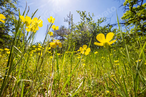 Preview: Wildflowers