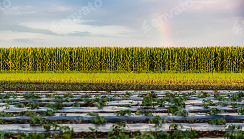Preview: Closeup of a young maize plant in summer. Corn field background
