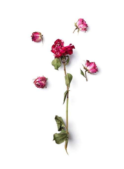 Preview: Branch of dry pink roses on a white background top view.