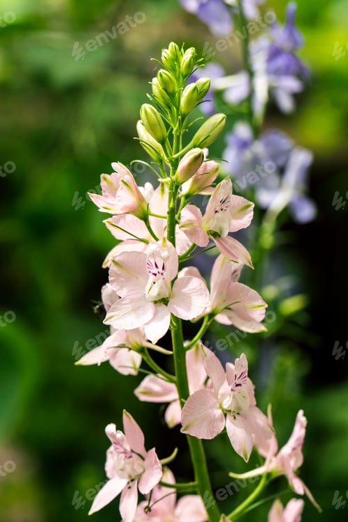 Preview: White flowers