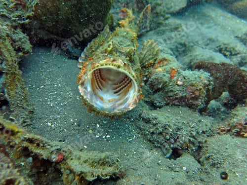 Preview: Thriving coral reef alive with marine life and shoals of fish,