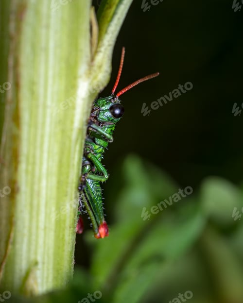 Preview: Grasshopper hiding behind the stem of a plant