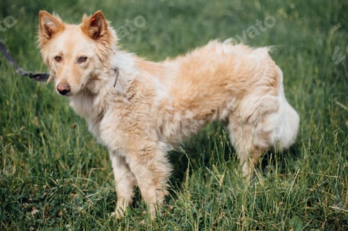 Preview: Adorable mixed breed puppy with big fur on a walk at shelter