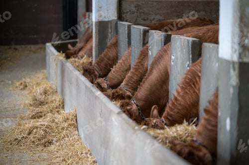 Preview: Limousin cattle feeding on hay in barn stall
