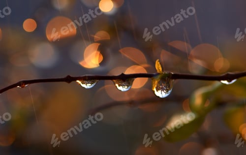 Preview: Water drops on the twig after the rain