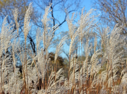 Preview: grass and sky