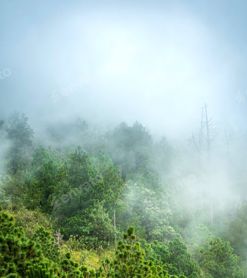 Preview: Guatemala Forest Landscape