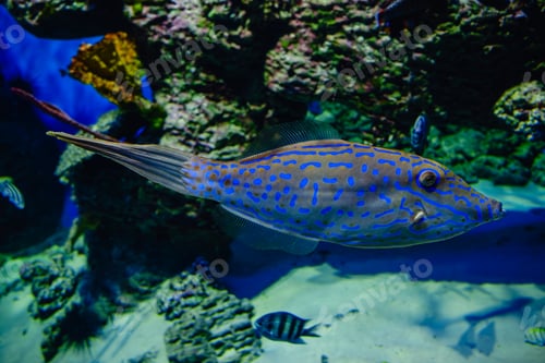 Vista previa: Exotic freshwater fishes in aquarium