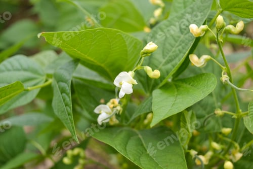 Preview: Bean in bloom (Phaseolus vulgaris L.), an annual herbaceous plant from the legume family (Fabaceae)