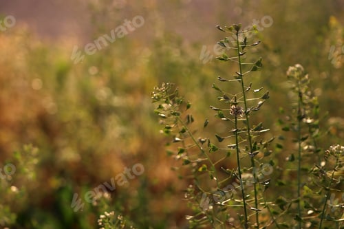 Preview: Beautiful wild flowers growing in spring meadow