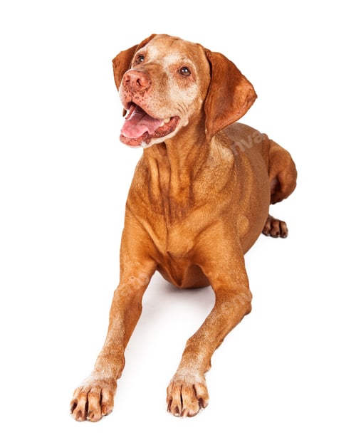 Preview: Happy Vizsla Dog Laying