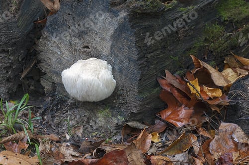 Preview: Lion'S Mane Mushroom (Hericium Erinaceus). Called Bearded Tooth Mushroom, Satyr'S Beard, Bearded
