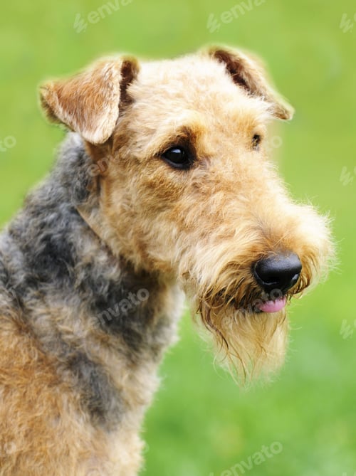 Preview: dog, pet, terrier, dogs