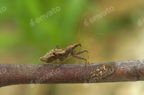 Preview: Detailed closeup on a beneficial tree damsel bug Himacerus apterus, sitting on a green leaf