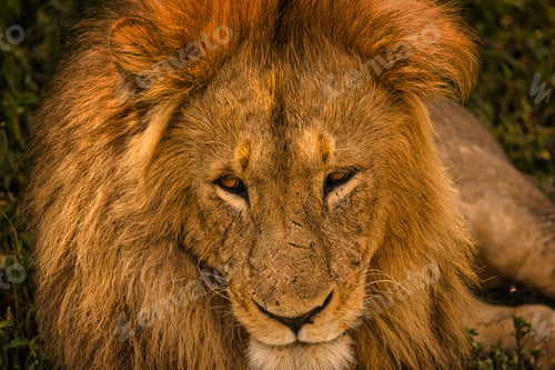 Preview: Closeup shot of details on a beautiful majestic lion