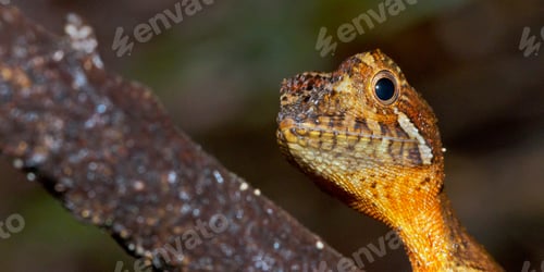 Preview: Brown-patched Kangaroo lizard, Sinharaja National Park Rain Forest, Sri Lanka