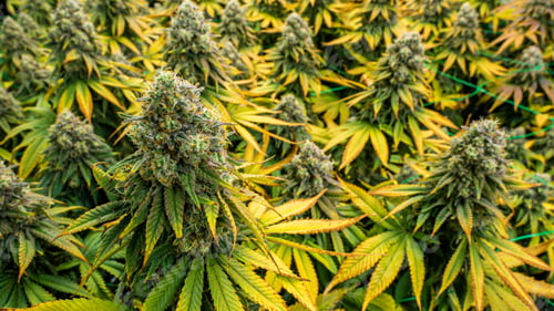 Preview: Flowers from an indoor cannabis grow