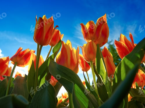 Preview: Orange tulips on flowerbed