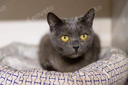 Preview: Grey cat lying on cushion in animal shelter