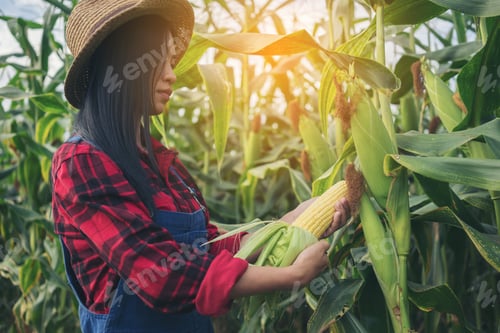 Preview: Happy farmer in the corn field