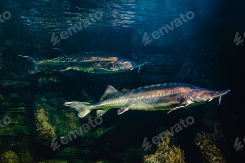Preview: Kaluga sturgeon, huso dauricus.